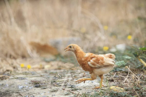 Young chicken running in fileld — Stock Photo, Image