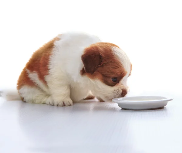 Face de adorável bebê shih tzu pedigree cão comer leite de dis — Fotografia de Stock