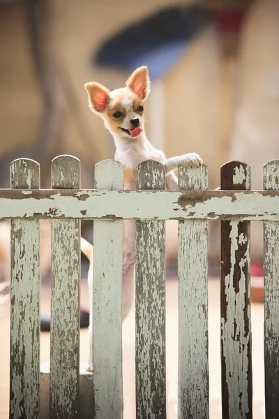 Pomeranian puppy dog climbing old wood fence — Stock Photo, Image