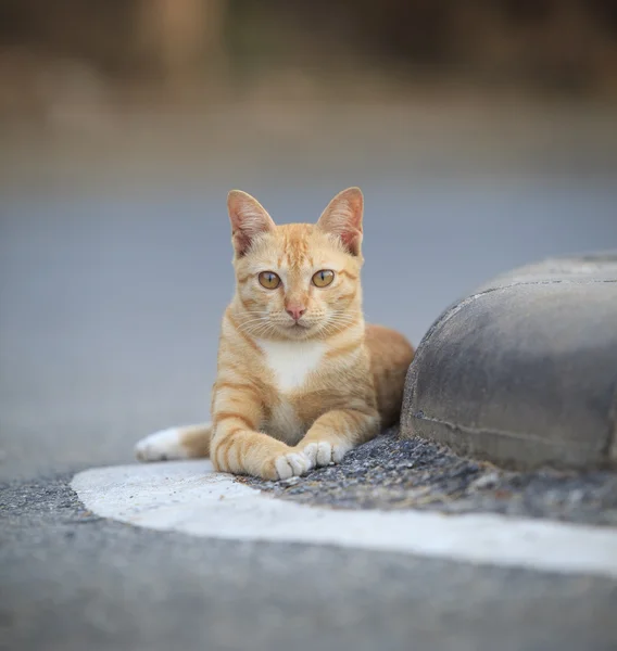 Face of domestic street cats lying relaxing on asphalt road — Stock Photo, Image