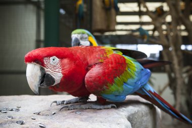 close up face of Green-winged Macaw, Ara chloropterus eating sun clipart