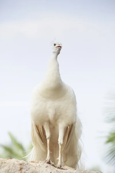 White indian peacock perching on top of rock ground showing beau — Stock Photo, Image
