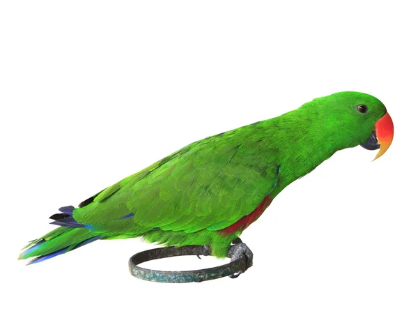 Isola yeşil papağan yeşil büyük gagalı papağan üzerinde tıraşlama standı — Stok fotoğraf