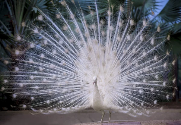 White indian peacock showing beautiful fan tail and dancing on g — Stock Photo, Image