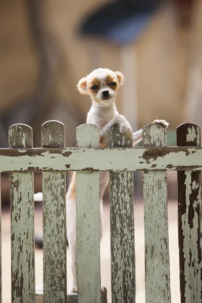 Pomeranian puppy dog climbing old wood fence — Stock Photo, Image