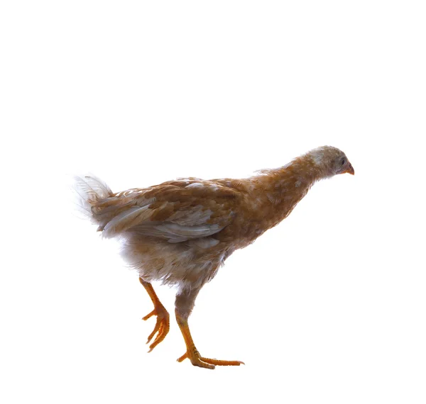Ägg höna står med ett ben eller promenader isolerade på whtie baksida — Stockfoto