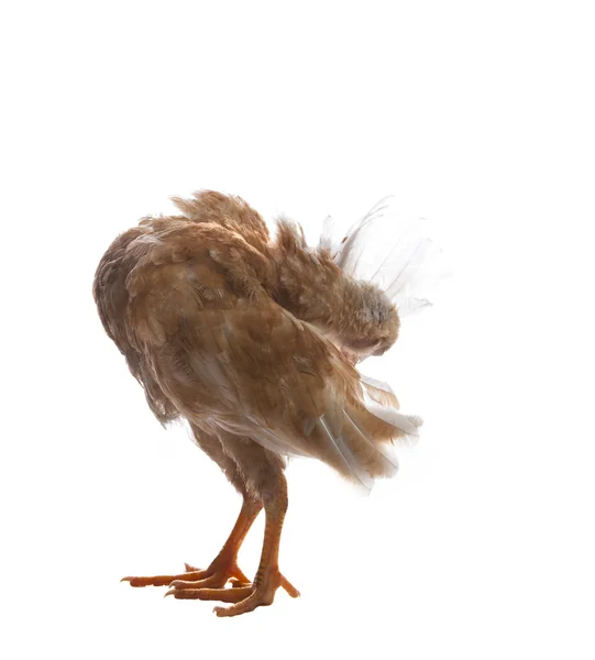 Chick standing on white and peening plumage feather — Stock Photo, Image