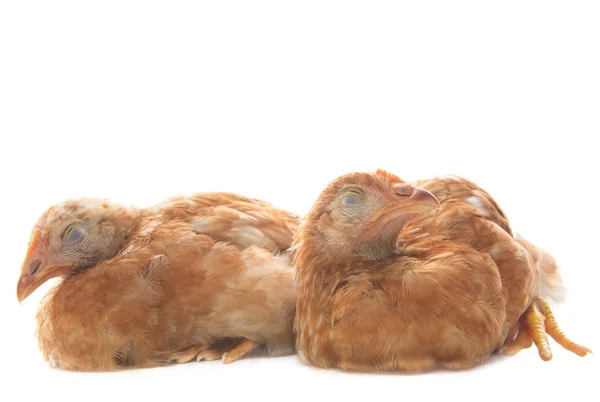 Dois de ovos galinha asleeping no fundo branco uso para fu — Fotografia de Stock