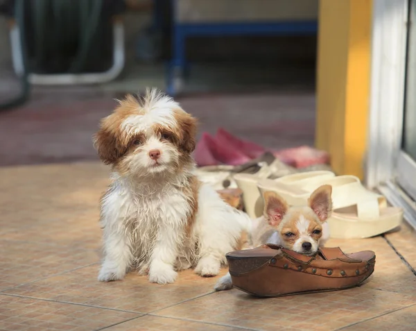 Mal comportamiento perro y zapato morder problema uso para el daño de los zapatos f — Foto de Stock