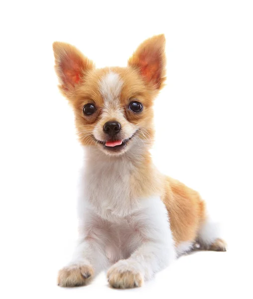 Faccia di 8 mesi fantasia cane cucciolo pomerania sdraiato su schienale bianco — Foto Stock