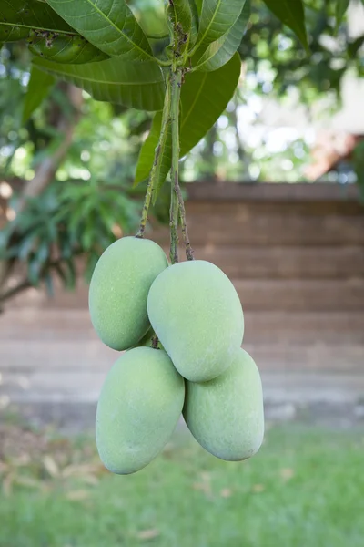 Natuurlijke groene ruwe mango's opknoping op vertakking van de beslissingsstructuur gebruiken voor multipu — Stockfoto