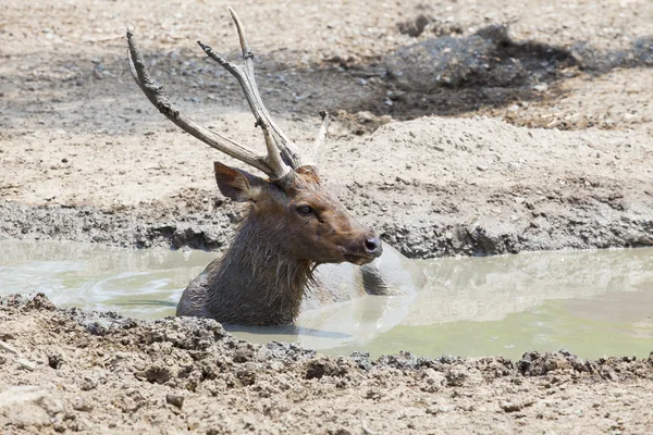 Sambar herten liggen in de modder zwembad gebruiken voor wilde dieren in de natuur en dierentuin — Stockfoto