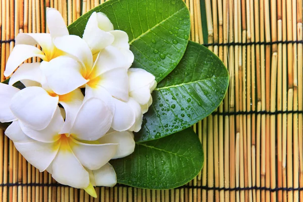 Weiße Frangipani-Blüten Bouquet und grüne Blätter mit frischem Wasser — Stockfoto