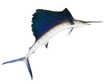 izole havada beyaz arka planda uçan yelken balığı marine için kullanın