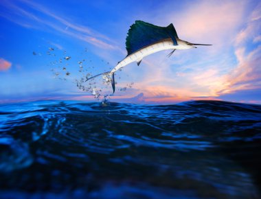mavi deniz okyanus üzerinde uçan sailfish güzel su doğa ve deniz yaşamı için kullanın
