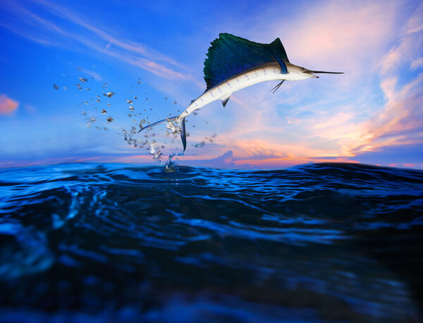 Sailfish flying over blue sea ocean use for marine life and beautiful aquatic nature