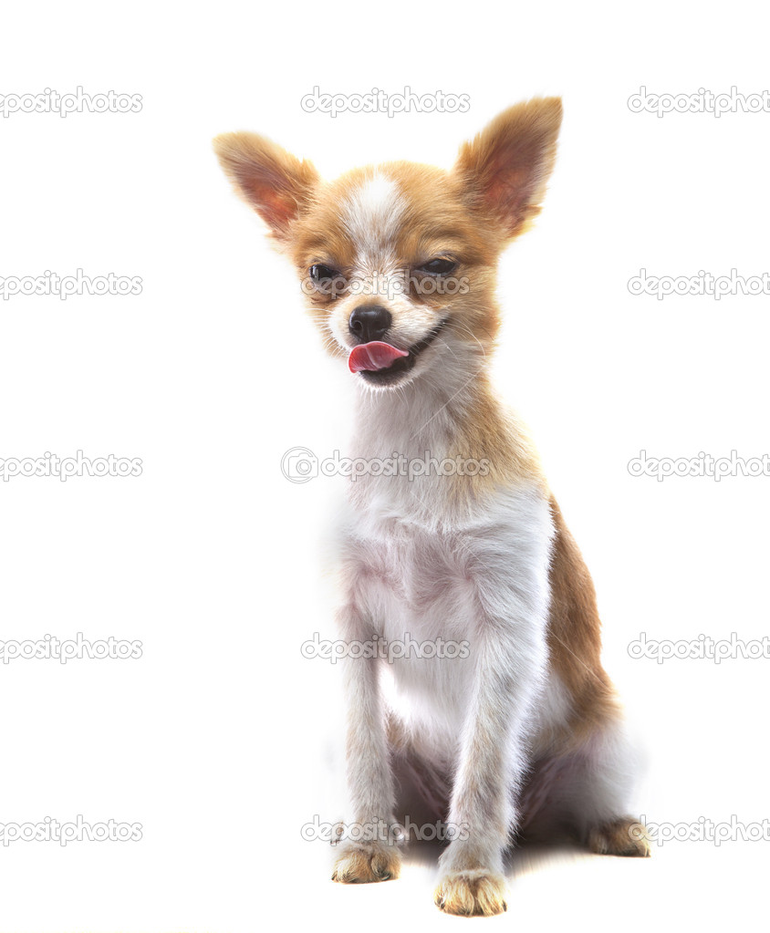 hunry funny face pomeranian puppy dog sitting on white backgroun