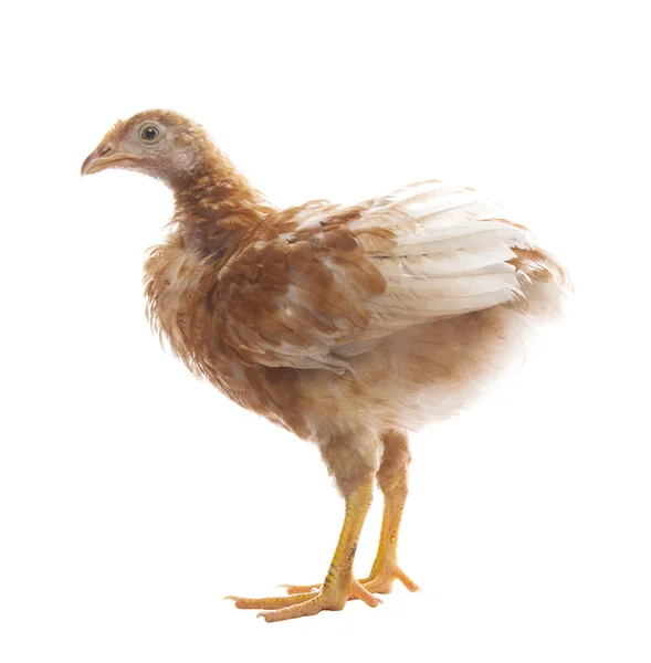 Young chicken standing on white background use for livestock and — Stock Photo, Image