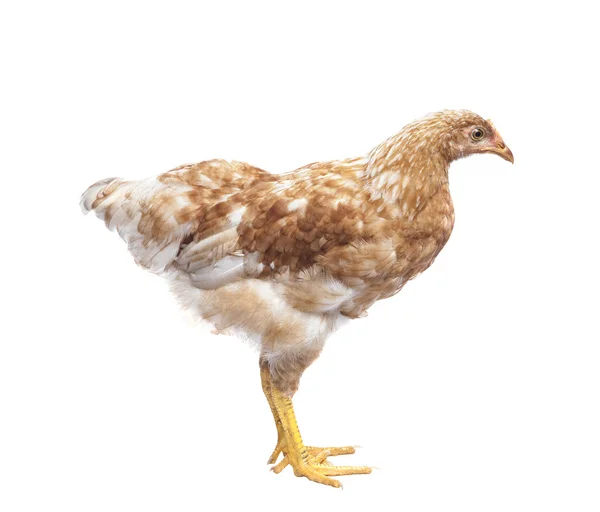 Vista lateral da galinha marrom de pé isolado fundo branco — Fotografia de Stock