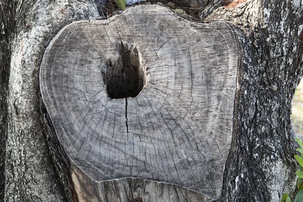 Superficie del tocón de madera de corteza vieja —  Fotos de Stock