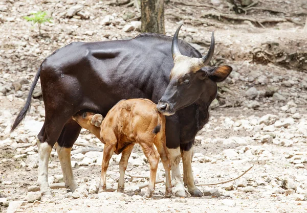 Young kid guars drinking milk from mother guars — Stock Photo, Image