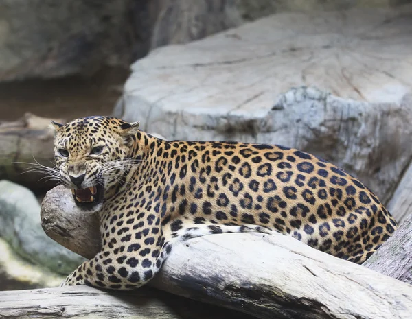Nahaufnahme des gefährlichen wütenden Leoparden-Tigers in freier Wildbahn — Stockfoto