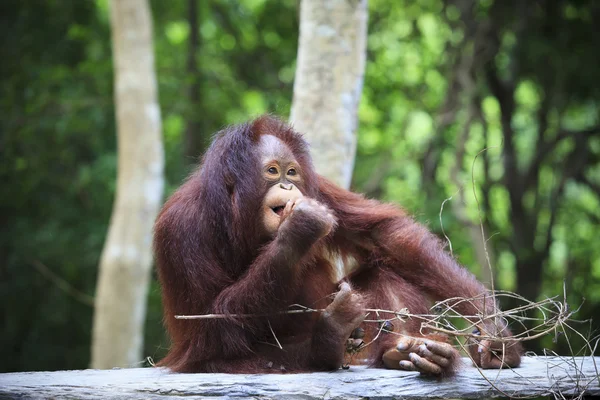 Indonesia orangutan with nature blurry background use for animal — Stock Photo, Image