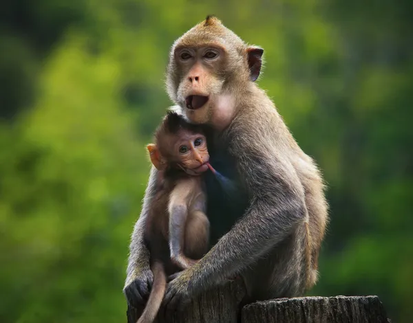 Monkey mother and baby drinking milk from breast and playing nipple — Stock Photo, Image