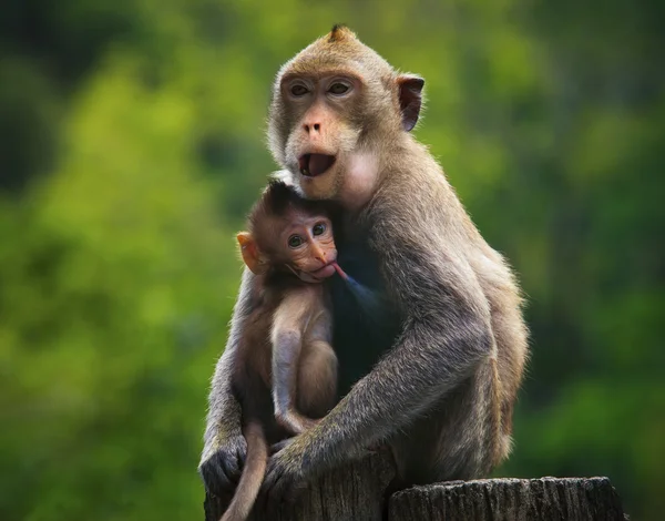 31 187 Baby Monkey Pictures Baby Monkey Stock Photos Images Depositphotos 31 187 Baby Monkey Pictures Baby Monkey Stock Photos Images Depositphotos