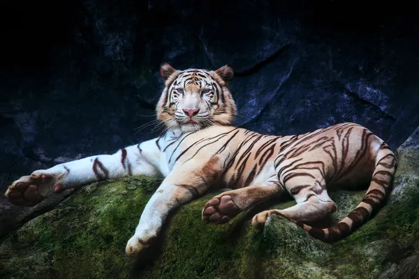 Special color tiger lying with relaxing on rock clift and lookin — Stock Photo, Image