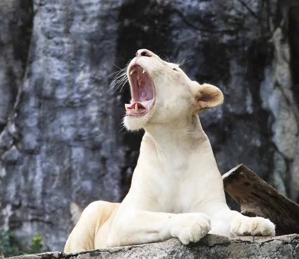 Female white lion lying on rock cliff and roar — Stock Photo, Image