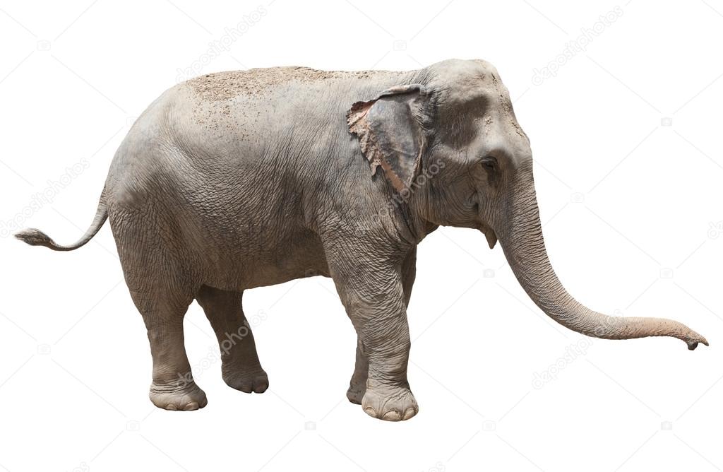 Side view of asian elephant playing isolated white background us