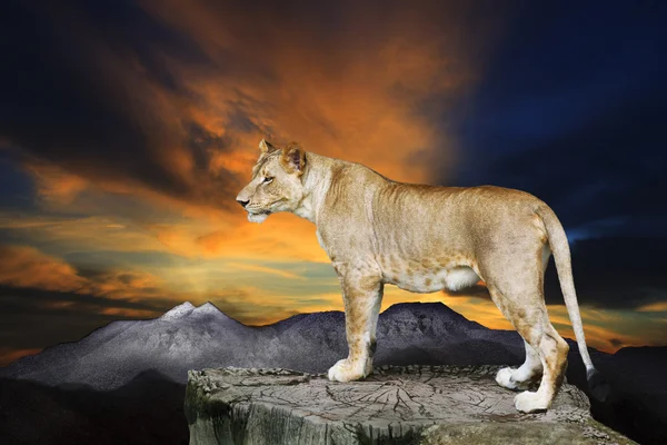 1000 Free Lioness  Lion Images  Pixabay