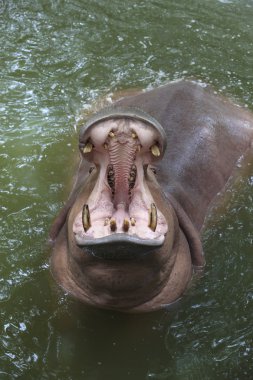 Hippo açık ağız