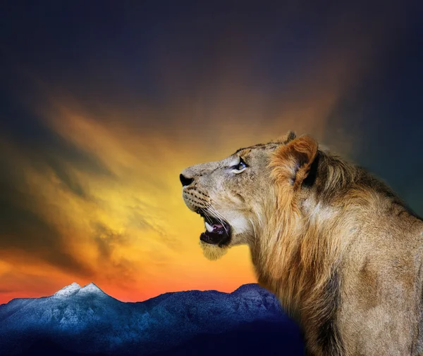 Side view close up head shot of young lion roar against beautifu — Stock Photo, Image