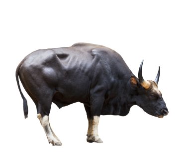 hayvanlar ve wil için büyük erkek guars izole beyaz arka plan kullanın