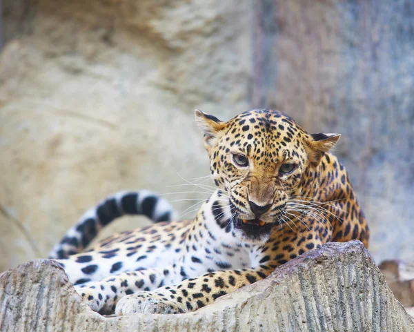 Закрыть лицо опасного злого леопардового тигра в дикой природе — стоковое фото