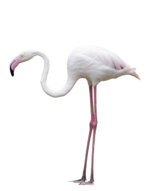 Flamingo kuşları izole beyaz arka plan ayakta