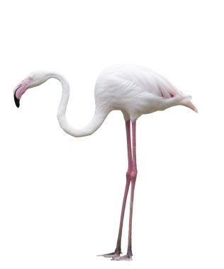 flamingo birds stand isolated white background clipart