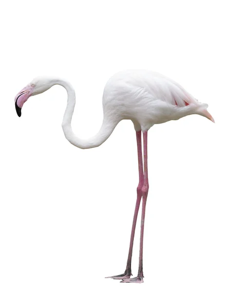 Φλαμίνγκο πουλιά σταθεί απομονωμένες λευκό φόντο — Φωτογραφία Αρχείου