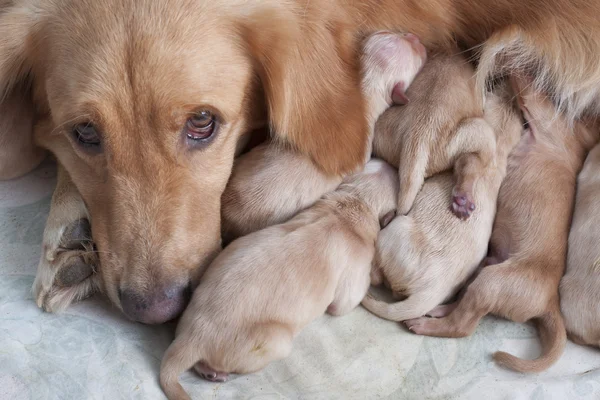 First day of golden retriever puppies and mom — Stock Photo, Image