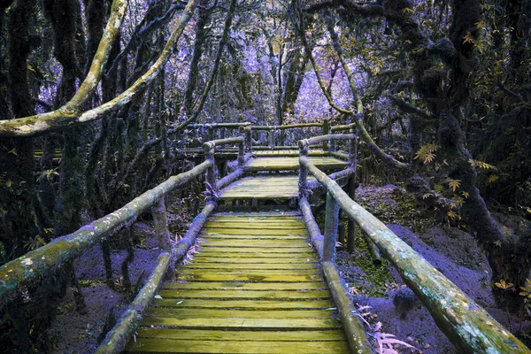 Cor abstrata da ponte de madeira na floresta montanhosa com planta de umidade — Fotografia de Stock