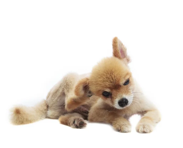 Preciosa actuación de cachorro pomerania perro aislado whtie fondo — Foto de Stock