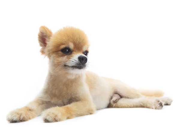 Pomeranian köpek yavrusu köpek sevimli oyunculuk whtie arka plan izole — Stok fotoğraf