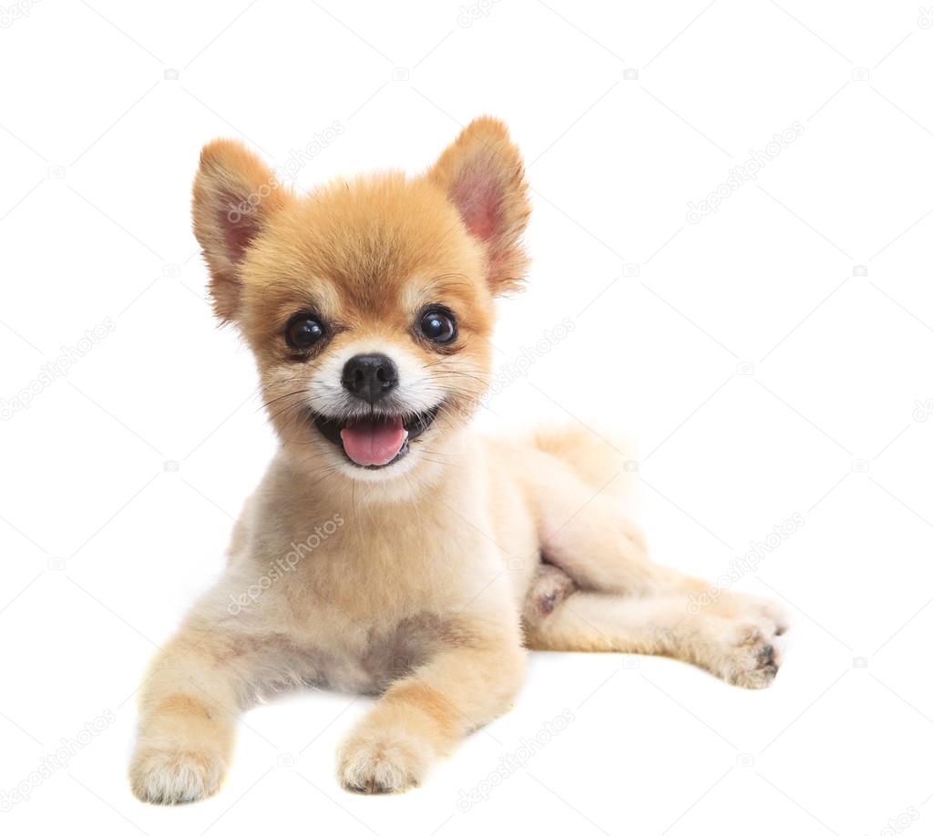 close up face of pomeranian puppy dog lying isolated white backg