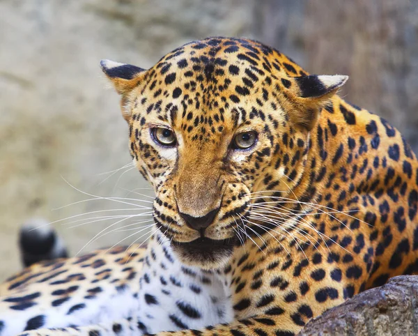 Close danger and angry face of leopard in wild — Stock Photo, Image