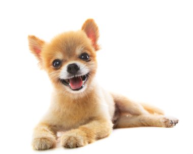 pomeranian köpek yavrusu köpek izole beyaz arka plan güzel hareket 