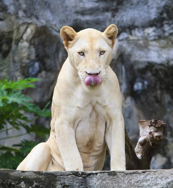 Face of funny lioness tongue — Stock Photo, Image