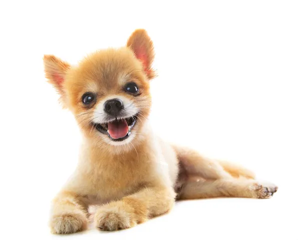 Pomeranian köpek yavrusu köpek izole beyaz arka plan güzel hareket — Stok fotoğraf