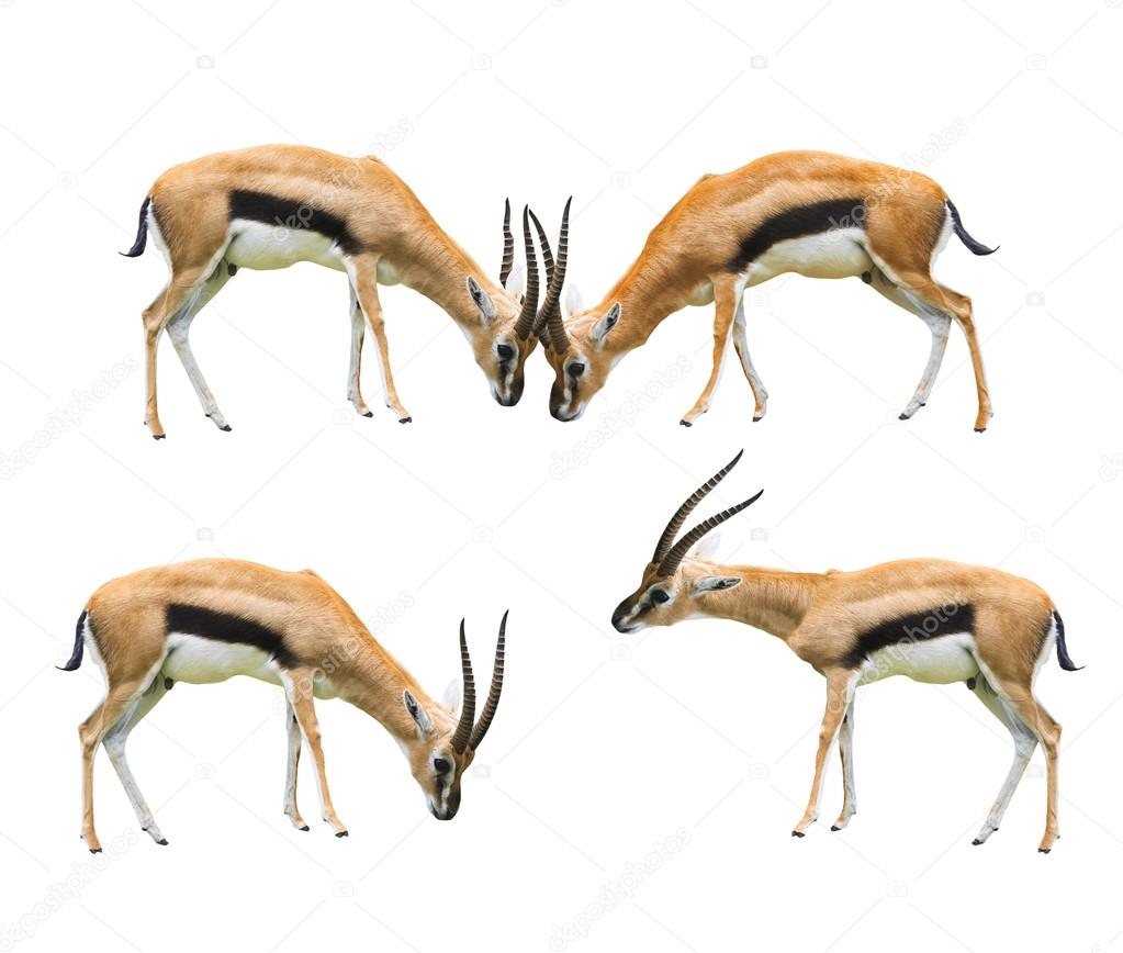 Thomson's gazelle four acting isolated white background use for